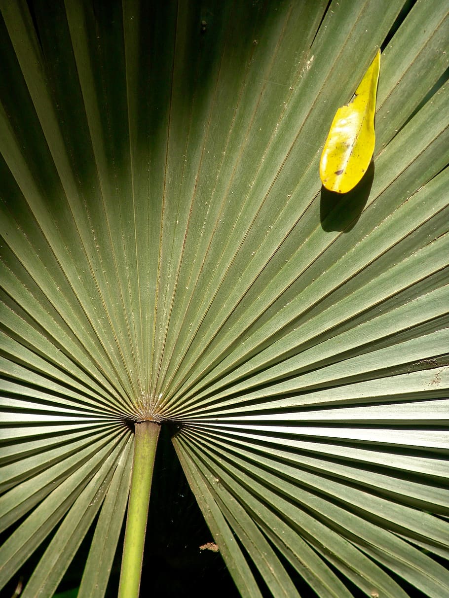 Palme, Wedel, Blatt, exotisch, Palmwedel, tropisch, Palmblatt, Muster, keine Leute, Pflanzenteil, Nahansicht, Gelb, Vollbild, Wachstum, Natur, draußen, Pflanze, Tag, grüne Farbe, Hintergründe, Baum, natürliches Muster, Frische, texturiert, Blätter, 2K