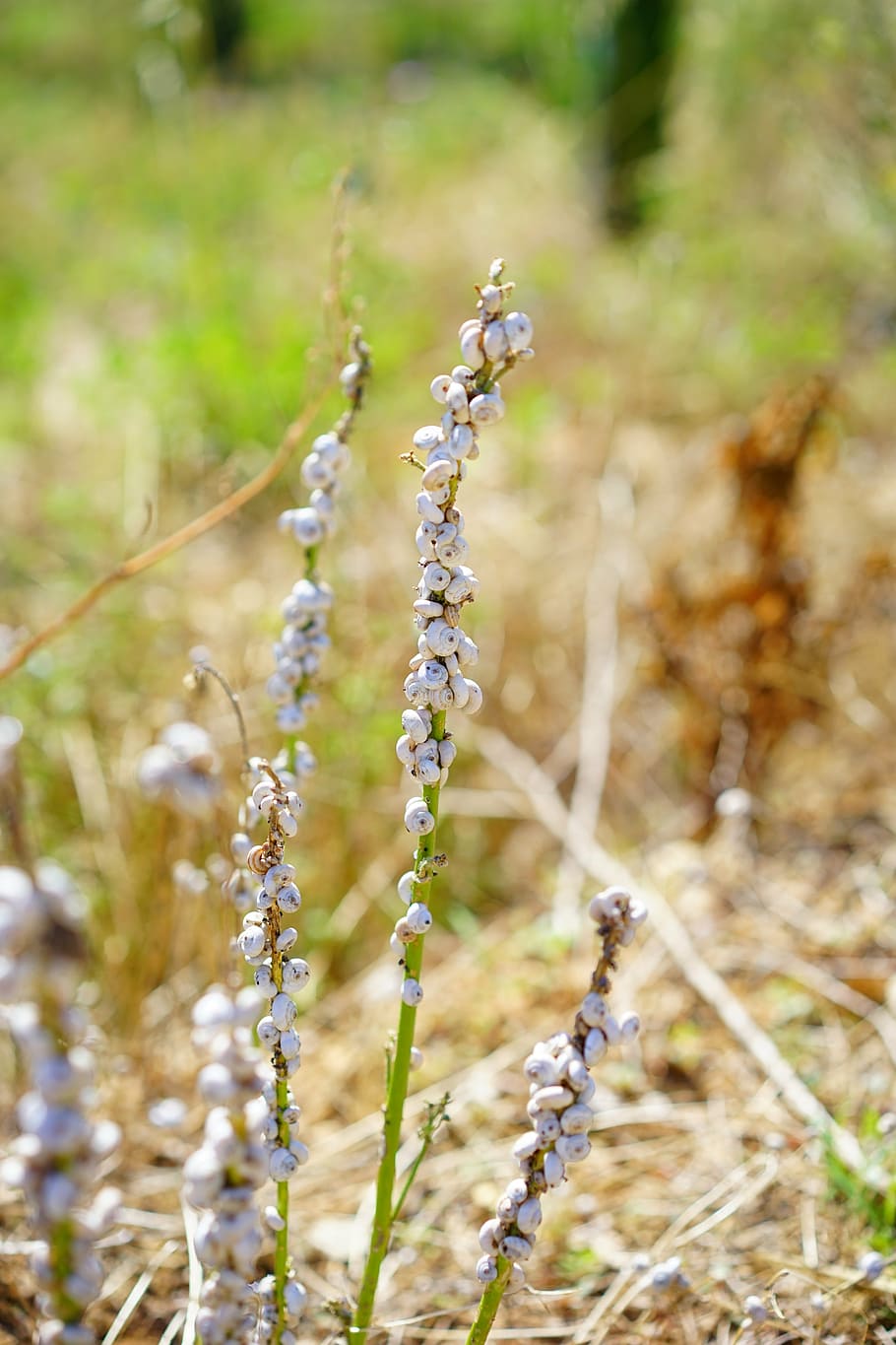 cargols, closca de cargol, cargols de cargol, cargol de bruc, xeropicta rough tina, al sud de França, provence, massa, col·lecció massiva, herba, fulla d'herba, blanc, cargol blanc, assentament, animals, planta, creixement, centrar-se en primer pla, naturalesa, dia, bellesa a la natura, camp, terra, tranquil·litat, cap gent, primer pla, a l'aire lliure, enfocament selectiu, color verd, fragilitat, vulnerabilitat, tija de la planta, planta amb flors, llum solar, frescor, plantació, 5K