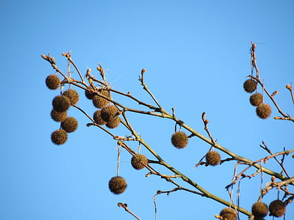 himmel, blå, Himmelblå, træ, efterår, blade, efterårsdagen, efterår farver, smuk, delvist skyet, solskin, afdeling, æstetisk, grene, birkhus, plante, lav vinkel visning, skyfri himmel, vækst, ingen mennesker, natur, dag, skønhed i naturen, mad og drikke, mad, ro, fisse pil, udendørs, tæt på, friskhed, sollys, 4K, CC0, offentligt domæne, royaltyfrie