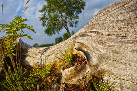 albero, tronco, legna, ceppo, abbaiare, struttura, modello, all'aperto, biologico, ambiente, pianta, Amstelveen, Olanda, de aanloop, natura, tronco d'albero, nessuno, giorno, legno - materiale, crescita, strutturato, cielo, la tranquillità, avvicinamento, terra, legname, luce del sole, concentrarsi sulle conoscenze acquisite, Driftwood, 2K, CC0, dominio pubblico, privo di copyright