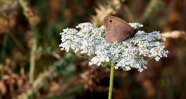 sommerfugl, blomst, Brun, Insecta, natur, insekt, sommerfugl - insekt, dyr, skønhed i naturen, sommer, tæt på, dyrefløj, blomstrende plante, plante, dyre temaer, dyreliv, friskhed, et dyr, skrøbelighed, hvirvelløse, dyr i naturen, fokus på forgrunden, ingen mennesker, udendørs, hvid farve, sårbarhed, blomsterhoved, forår, bestøvning, lille, 4K, CC0, offentligt domæne, royaltyfrie