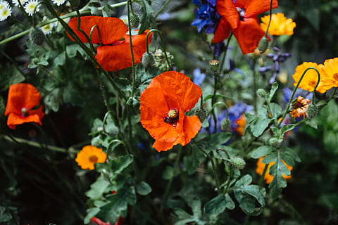 blühende Mohnblumen, Blühen, Mohnblumen, Natur, Blume, Pflanze, Gelb, Sommer-, draußen, Mohn, rot, grüne Farbe, orange Farbe, Wachstum, blühende Pflanze, Frische, Zerbrechlichkeit, Verletzlichkeit, Blütenblatt, Schönheit in der Natur, Blütenkopf, Blütenstand, Nahansicht, keine Leute, Blatt, Tag, Pflanzenteil, Fokus auf den Vordergrund, Orange, 5K, CC0, gemeinfrei, lizenzfrei