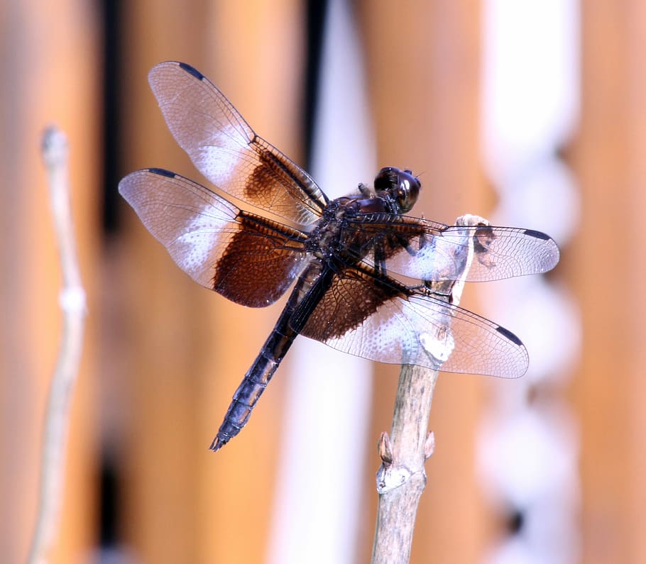 error, mosca del drac, insecte, ales, temes d'animals, invertebrat, animal, un animal, fauna animal, ala dels animals, primer pla, animals a la natura, centrar-se en primer pla, cap gent, libèl·lula, naturalesa, dia, part del cos dels animals, a l'aire lliure, macro, bellesa a la natura, zoologia, blau, 2K