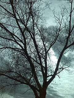 arbre, paisatge, cel, núvols, arbre sec, naturalesa, tardor, tronc, fulles seques, branques, natura morta, branca, planta, arbre nu, tranquil·litat, silueta, bellesa a la natura, cap gent, núvol - cel, vista d’angle baix, escenics - natura, a l'aire lliure, dia, escena tranquil·la, tronc de l'arbre, creixement, copa de l'arbre, 2K, CC0, domini públic, lliure de regalies