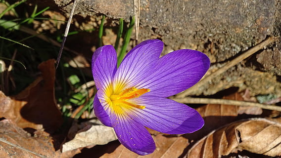 krokus, jaro, proti proudu, kopí, Příroda, květ, rostlina, nachový, krása v přírodě, okvětní lístek, detail, letní, makro, jediný květ, květu hlavy, den, kvetoucí rostlina, křehkost, svěžest, zranitelnost, květenství, růst, nikdo, pyl, botanika, duhovka, 5K, CC0, veřejná doména, bez autorských práv