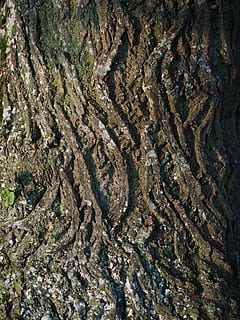 kmen, kůra, log, linde, pozadí, celý rám, nikdo, den, Příroda, růst, texturou, přistát, rostlina, strom, vysoký úhel pohledu, vzor, životní prostředí, venku, kmen stromu, kufr, krása v přírodě, detail, mech, špína, 4K, CC0, veřejná doména, bez autorských práv