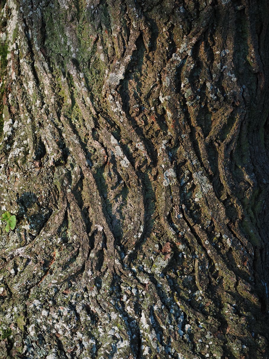 tribu, escorça, registre, Linde, fons, marc complet, cap gent, dia, naturalesa, creixement, textura, terra, planta, arbre, vista d’angle alt, patró, medi ambient, a l'aire lliure, tronc de l'arbre, tronc, bellesa a la natura, primer pla, molsa, brutícia, 4K