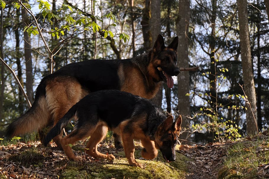 to, voksen tysk hyrde, hundehvalp, træ, schæferhund, Skov, hund, dyre temaer, pattedyr, dyr, husdyr, kæledyr, indenlandske, gruppe af dyr, hunde, hvirveldyr, plante, jord, natur, to dyr, ingen mennesker, dyreliv, dag, udendørs, 1080P