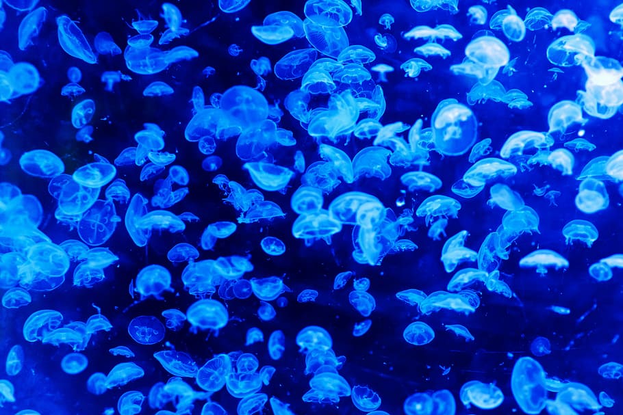 fotografia kirlian, escola, peix de gelea, animal, blau, patró, perill, fosc, profund, peix, flotar, brillar, brillant, gelees, meduses, marí, naturalesa, molts, mar, fons, translúcid, transparent, sota l'aigua, resum, aigua, animals a la natura, fauna animal, temes d'animals, nedar, cap gent, invertebrat, grup d’animals, gran grup d’animals, submarí, bellesa a la natura, la vida marina, a l'aire lliure, escola de peixos, ecosistema, 4K