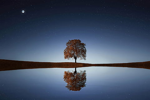 body, water, tree, full, moon, sunlight, background, relaxation, relaxing, shadow, lifestyle, timing, summer, blossom, beautiful, horizon, meadow, foliage, outdoors, leaf, rural, flower, field, heaven, spring, sky, clouds, grass, green, lonely, lone, yellow, light, clear, color, day, reflection, blue, lake, symmetry, no people, nature, star - space, tranquility, night, astronomy, scenics - nature, space, plant, beauty in nature, tranquil scene, land, star field, space and astronomy, moonlight, 1080P, CC0, public domain, royalty free