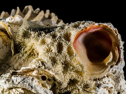 Schale, Kalk, schließen, Nahansicht, keine Leute, ein Tier, schwarzer Hintergrund, Leben im Meer, Wissenschaft, Tierwelt, Tiere in freier Wildbahn, Meer, Tier, Marine, Tierthemen, Makro, unterseeisch, Lebensmittel, unter wasser, Essen und Trinken, drinnen, Tierkörperteil, Natur, Snack, 4K, CC0, gemeinfrei, lizenzfrei