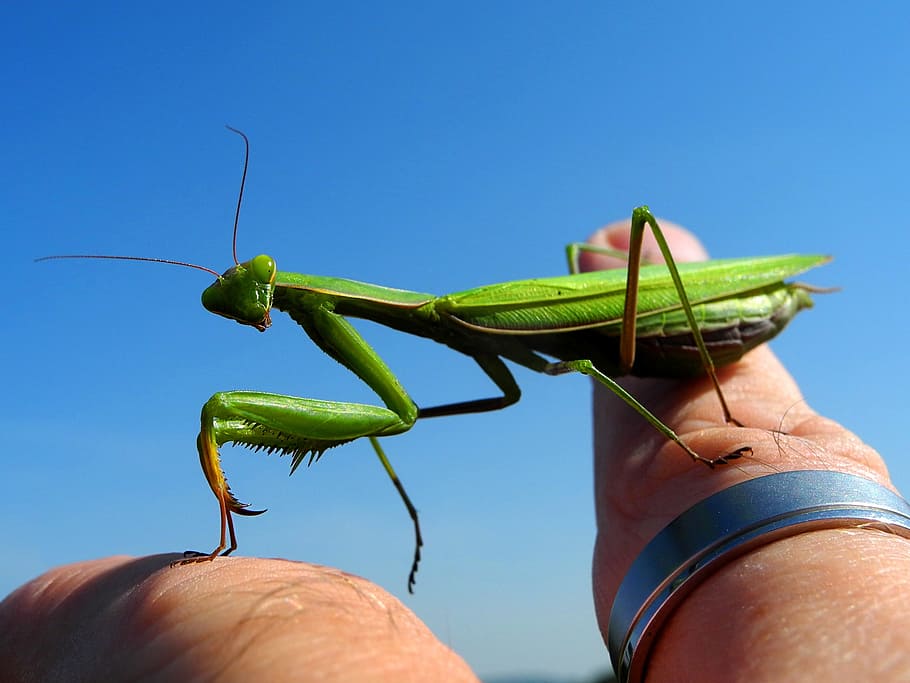 mantis, insekt, grøn, menneskelig kropsdel, menneskelig hånd, hånd, en person, kropsdel, knælere, et dyr, rigtige mennesker, finger, hvirvelløse, menneskelig finger, dyr i naturen, uigenkendelig person, grøn farve, livsstil, dyre temaer, bedrift, dyreliv, tæt på, udendørs, menneskelig lem, 2K