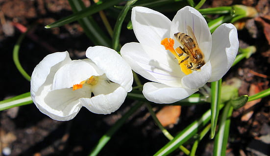 krokus, abella, insecte, primavera, naturalesa, flor, planta, pètal, planta amb flors, bellesa a la natura, fauna animal, temes d'animals, animal, invertebrat, animals a la natura, primer pla, cap de flor, fragilitat, Color blanc, vulnerabilitat, frescor, creixement, centrar-se en primer pla, cap gent, pol·len, a l'aire lliure, polinització, safrà, 2K, CC0, domini públic, lliure de regalies
