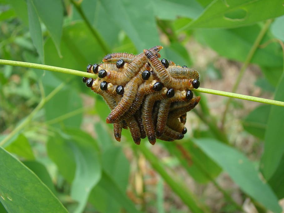 cucs, munt, plagues, insectes, erugues, plaga, insecte, vida salvatge, error, petit, entomologia, a l'aire lliure, la vida, naturalesa, invertebrat, animal, larva, primer pla, cuc, macro, full, color verd, eruga, un animal, animals a la natura, temes d'animals, cap gent, part de la planta, fauna animal, planta, centrar-se en primer pla, dia, creixement, bellesa a la natura, fulles, 2K