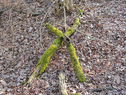 creu, troncs d’arbres, bosc, bemoost, naturalesa, verd, místic, cap gent, dia, planta, primer pla, a l'aire lliure, part de la planta, creixement, full, color verd, vista d’angle alt, terra, camp, bellesa a la natura, inicis, tranquil·litat, textura, sec, molsa, arbre, 4K, CC0, domini públic, lliure de regalies