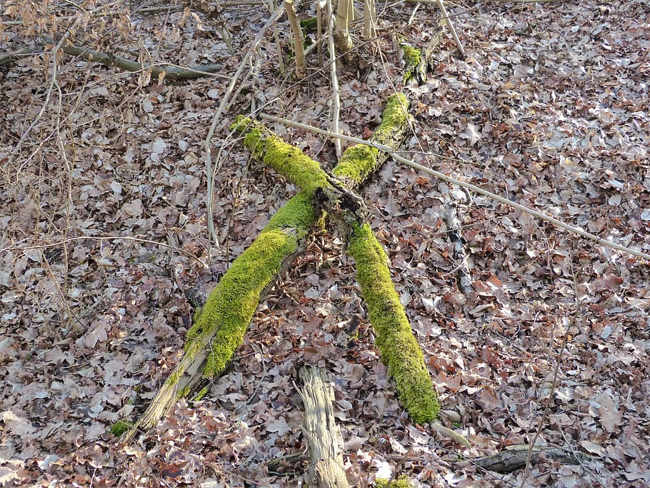 creu, troncs d’arbres, bosc, bemoost, naturalesa, verd, místic, cap gent, dia, planta, primer pla, a l'aire lliure, part de la planta, creixement, full, color verd, vista d’angle alt, terra, camp, bellesa a la natura, inicis, tranquil·litat, textura, sec, molsa, arbre, 4K