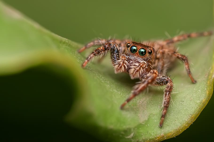 marró, phidippus audax, saltar, aranya, verd, full, saltar aranya, insecte, macro, ull, invertebrat, temes d'animals, fauna animal, animal, aràcnids, animals a la natura, un animal, artròpode, primer pla, enfocament selectiu, part de la planta, zoologia, color verd, cames d’animal, naturalesa, cap gent, a l'aire lliure, ull d’animals, 2K
