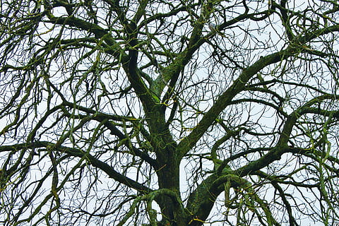 trees, winter, nature, sparse, bare, cold, rural, solitude, branch, scenic, deciduous, environment, barren, trunk, ecology, eco, botanical, tree, outdoors, forest, backgrounds, plant, low angle view, no people, growth, sky, day, green color, bare tree, tranquility, full frame, beauty in nature, leaf, plant part, complexity, land, tangled, tree canopy, 2K, CC0, public domain, royalty free