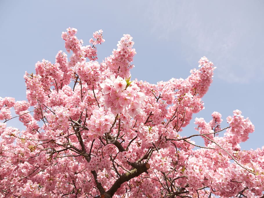 Flors de cirerer, flors, primavera, cirera, rosa, fusta, flor, color rosa, flor de cirerer, fragilitat, planta amb flors, planta, creixement, frescor, vista d’angle baix, arbre, bellesa a la natura, vulnerabilitat, branca, cel, naturalesa, dia, cap gent, cirerer, a l'aire lliure, cap de flor, flor de pruna, Ram de flors, 4K