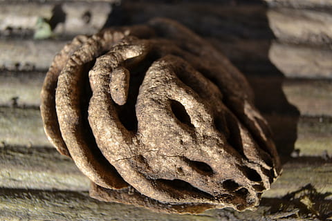stein, frukt, plomme, brun, nærbilde, tre - materiale, gammel, fokusere på forgrunnen, ingen folk, dag, strukturert, stilleben, metall, utendørs, mønster, natur, kreativitet, selektiv fokusering, håndverket, mat og Drikke, mat, forvitret, hjul, 4K, CC0, offentlig domene, opphavsrett gratis