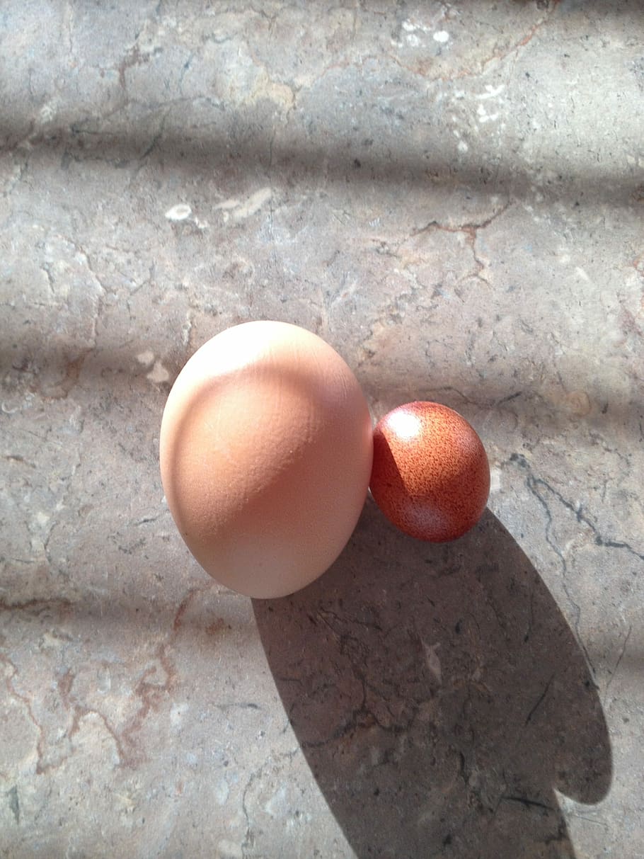 ous, mides, gallina, menjar, diferent, pollastre, proteïna, ou, menjar i beguda, alimentació saludable, ou de Pasqua, cap gent, benestar, frescor, vista d’angle alt, fragilitat, vulnerabilitat, primer pla, natura morta, dia, marró, naturalesa, aliments crus, llum solar, a l'interior, directament a sobre, 2K