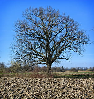 albero, individualmente, rami, estetico, Kahl, natura, primavera, campo, cielo, albero nudo, pianta, paesaggio, terra, la tranquillità, scena tranquilla, ambiente, nessuno, bellezza nella natura, scenics - natura, giorno, scena non urbana, blu, cielo sereno, ramo, all'aperto, isolato, 4K, CC0, dominio pubblico, privo di copyright