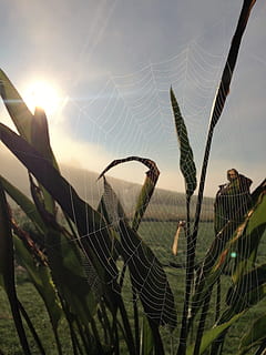 spindelvæv, natur, tæt, netværk, edderkop, dug, dugdråbe, plante, efterår, vækst, udendørs, Mark, landlige scene, ingen mennesker, edderkoppespind, skrøbelighed, tæt på, sårbarhed, skønhed i naturen, fokus på forgrunden, naturligt mønster, kompleksitet, dag, forviklinger, mønster, himmel, sollys, ro, linseflare, web, 2K, CC0, offentligt domæne, royaltyfrie