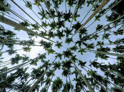 baix, foto d'angle, arbres, durant el dia, fotografia d'angle baix, verd, blau, cel, ocell, full, equip, Índia, Kerala, arbre, grup, palmell, areca, vista d’angle baix, planta, creixement, cap gent, bellesa a la natura, tranquil·litat, dia, naturalesa, cel clar, a l'aire lliure, color verd, alta - alta, directament a sota, escena tranquil·la, escena no urbana, Palmera, fons, clima tropical, arbre de coníferes, bambú - planta, 4K, CC0, domini públic, lliure de regalies
