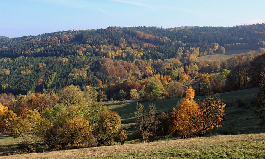 efterår, træ, løv, Skov, natur, parkere, landskab, oktober, guld poland, nationalparken, bjerge, farve, solen, ro, ingen mennesker, skønhed i naturen, scenics, plante, scenics - natur, rolig scene, ikke-urbane scene, himmel, dag, jord, vækst, lave om, miljø, grøn farve, idyllisk, udendørs, fyrreskov, 5K