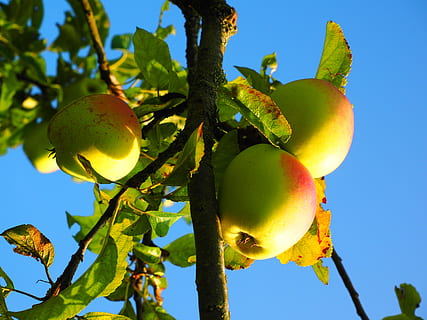 árbol de manzana, Fruta, frisch, manzana, rojo, sano, vitaminas, huerta, naturaleza, árbol, agricultura, maduro, rama, comida, hoja, frescura, color verde, planta, cielo, crecimiento, orgánico, verano, alimentación saludable, al aire libre, vista de ángulo bajo, azul, cielo limpio, comida y bebida, parte de la planta, belleza en la naturaleza, nadie, luz del sol, Árbol de frutas, bienestar, 4K, CC0, dominio público, libre de derechos