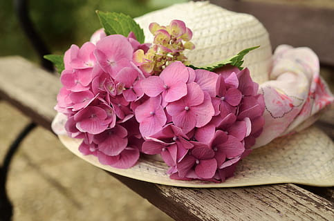 Foto, Weiß, Sommerhut, lila, Blütenblatt Blume Akzent, hölzern, Oberfläche, Hut, Sonnenhut, Hortensien, zärtlich, Romantik, blühen, wunderschönen, Blumen, Bank, Gartenbank, romantisch, Schöne Grüße, Sommer-, schließen, Gefühle, Farbe, Schönheit, Emotion, Pflanze, pinke Farbe, Blume, blühende Pflanze, Frische, Schönheit in der Natur, Nahansicht, Zerbrechlichkeit, Verletzlichkeit, keine Leute, Blütenblatt, Natur, Blütenstand, Blütenkopf, Holz - Material, Tabelle, Fokus auf den Vordergrund, Stillleben, Blatt, Blumenschmuck, Frühling, Blumenstrauß, Strauß, Weichheit, 4K, CC0, gemeinfrei, lizenzfrei