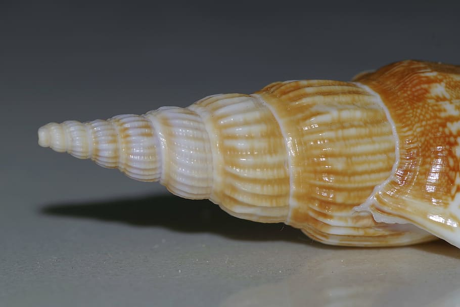 Muschel, Schale, Spiral-, Jakobsmuschel, Makro, Schnecke, Scharf, braun, Reflexion, Stillleben, Ornament, Kalzium, Meer, Natur, Nahansicht, Tierhülle, Hintergründe, Tierwelt, Tier, keine Leute, Studioaufnahme, drinnen, Tierthemen, schwarzer Hintergrund, ein Tier, wirbellos, Tiere in freier Wildbahn, einzelnes Objekt, Fokus auf den Vordergrund, natürliches Muster, Lebensmittel, 4K