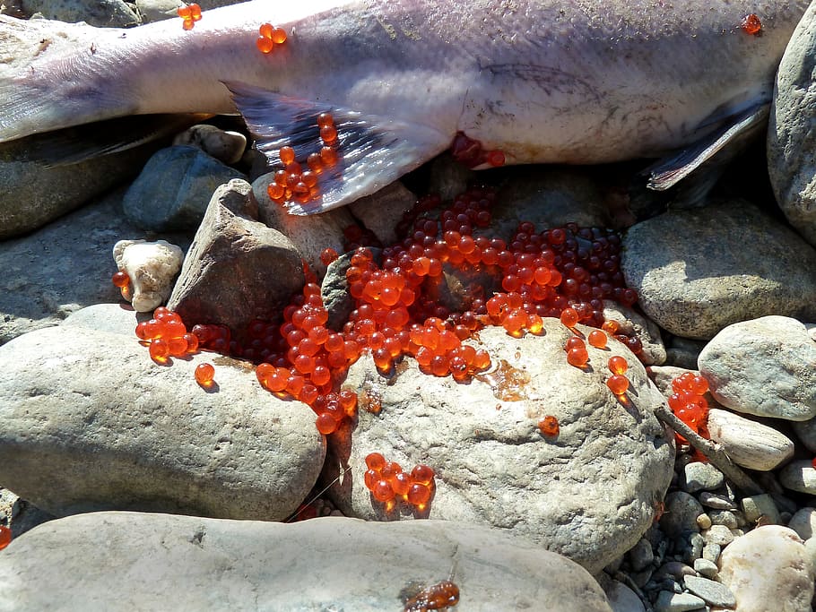 salmó, frau, ous de peix, peix, mort, spawn, sockey, vermell, rock, sòlid, animal, fauna animal, animals a la natura, rock - object, temes d'animals, vertebrats, grup d’animals, cap gent, naturalesa, vista d’angle alt, pedra - objecte, marí, mar, aigua, dia, a l'aire lliure, sota l'aigua, còdols, 4K