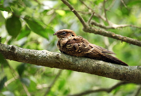 Vogel, Mutter, braucht, Baum, Mama, Vater, Familie, Papa, Eule, Kinder, glücklich, Tier, Grün, Blau, Liebe, Karte, Zeichnung, Natur, Süss, Sohn, Tierthemen, Tierwelt, Tiere in freier Wildbahn, ein Tier, Wirbeltier, Ast, Pflanze, hocken, in voller Länge, keine Leute, Fokus auf den Vordergrund, draußen, Tag, Raubvogel, Spatz, grüne Farbe, Profilansicht, Falke - Vogel, 8K, CC0, gemeinfrei, lizenzfrei