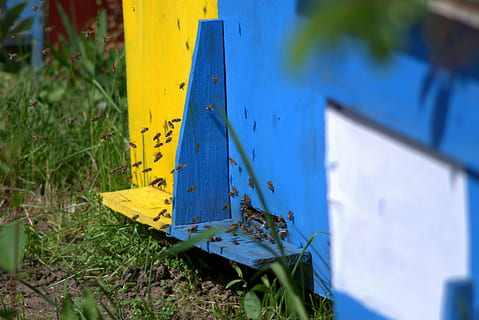 bier, insekter, ul, ule, Bie, nektar, honning, biene på jobb, pollinering, birøkt, pollinering av blomster, arbeid, distribusjonseffekter, gul, anlegg, blå, dag, natur, ingen folk, gress, fokusere på forgrunnen, nærbilde, utendørs, vekst, tre - materiale, sollys, kommunikasjon, land, selektiv fokusering, grønn farge, felt, metall, skilt, 4K, CC0, offentlig domene, opphavsrett gratis