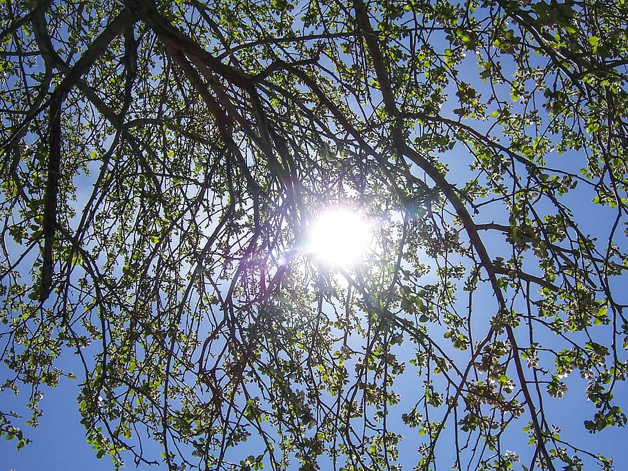 arbre, mont-tremblant, estiu, sota un arbre, sol, llum, cercar, llum solar, flare de la lent, raig de sol, naturalesa, vista d’angle baix, cel, planta, bellesa a la natura, branca, dia, creixement, cap gent, assolellat, tranquil·litat, a l'aire lliure, brillant, color verd, cel clar, streaming, lluminós, copa de l'arbre, bengales solars, 2K