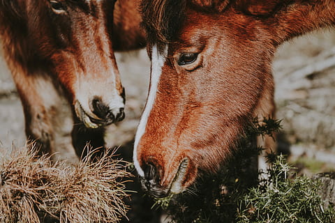 caballos pastando, selectivo, fotografía de enfoque, dos, cabras, mamífero, temas de animales, animal, nacional, vertebrado, animales domesticos, mascotas, ganado, grupo de animales, nadie, campo, naturaleza, de cerca, parte del cuerpo del animal, herbívoro, centrarse en primer plano, dos animales, marrón, día, cabeza de animal, al aire libre, boca de animal, 8K, CC0, dominio público, libre de derechos