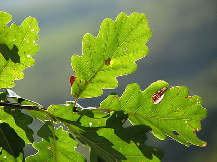 egetræ, blade, grøn, struktur, blad, eg forlader, grøn, lysegrøn, blade, afdeling, natur, grøn farve, plante, tæt på, regndråbe, miljø, dråbe, sommer, vand, makro, regn, udendørs, træ, friskhed, forår, våd, sæson, ingen mennesker, dag, plante del, vækst, sollys, skønhed i naturen, fokus på forgrunden, bladvenen, lav vinkel visning, dyr, dyreliv, 2K, CC0, offentligt domæne, royaltyfrie