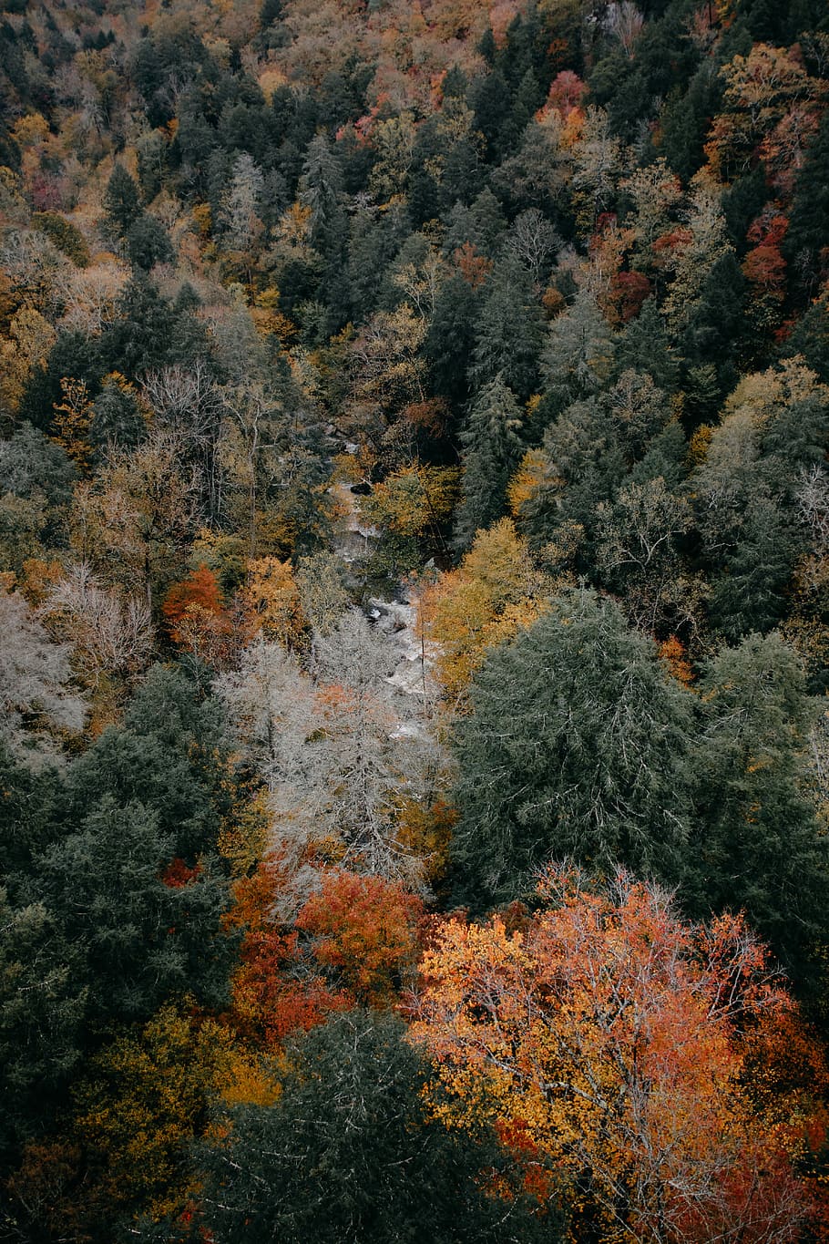 aereo, fotografia, boschi, uccelli eyeview, giungla, foresta, autunno, fiume, nascosto, albero, pianta, bellezza nella natura, la tranquillità, nessuno, crescita, scenics - natura, modificare, scena tranquilla, giorno, natura, terra, colore arancione, scena non urbana, vista dall'alto, fotogramma intero, all'aperto, idilliaco, albero di conifere, collezione autunnale, 5K