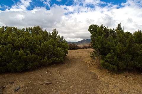 madeira, pi, bosc, núvol - cel, cel, planta, arbre, creixement, el camí a seguir, tranquil·litat, escenics - natura, direcció, bellesa a la natura, naturalesa, cap gent, escena tranquil·la, paisatge, dia, medi ambient, terra, color verd, escena no urbana, camp, a l'aire lliure, 2K, CC0, domini públic, lliure de regalies