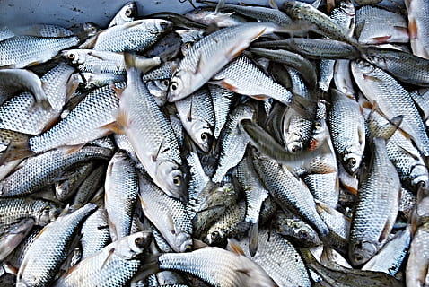 Raba, pesce, pesce bianco, scarafaggio, raccolta, Boemia meridionale, Ledenice, frutti di mare, vertebrato, animale, cibo e bevande, cibo crudo, freschezza, cibo, grande gruppo di oggetti, fotogramma intero, benessere, abbondanza, in vendita, nessuno, mercato, mangiare sano, sfondi, Al dettaglio, pesca, mercato del pesce, industria ittica, color argento, 4K, CC0, dominio pubblico, privo di copyright