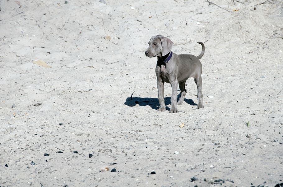 gos, animal, amic, punter, cadell, nen petit, prospector, gimnàstica, diversió, weimaraner, animals domèstics, mascotes, temes d'animals, nacional, mamífer, caní, un animal, vertebrats, dia, terra, cap gent, de peu, naturalesa, mirant, vista d’angle alt, a l'aire lliure, 4K