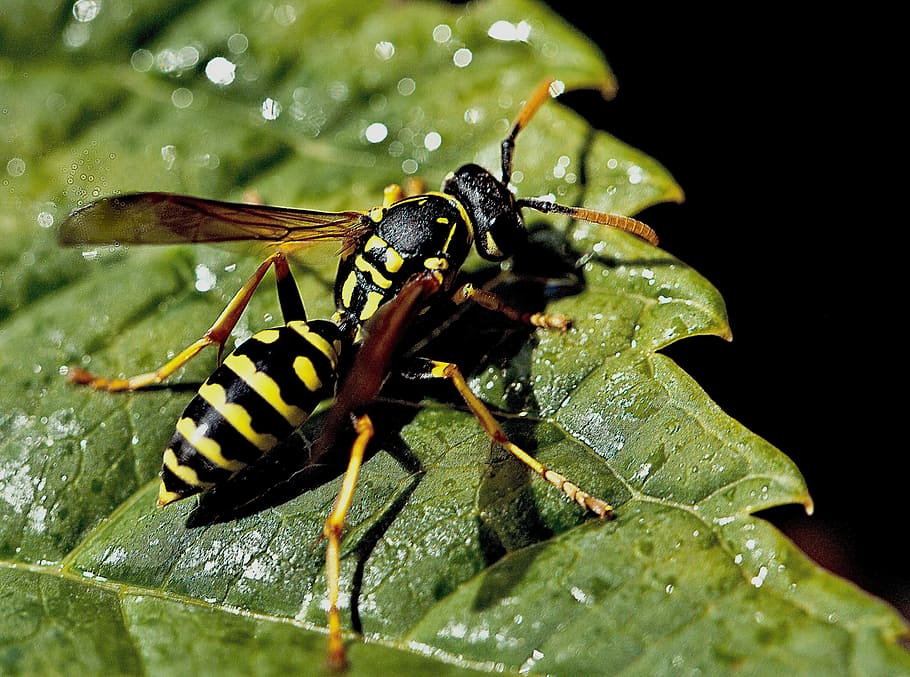 osa, insecte, macro, naturalesa, jardí, full, verd, assolellat, estiu, cerca, insecte de treball, calor, menjar, beure, venes de les fulles, la col·lecció de, primer pla, temes d'animals, fauna animal, animal, animals a la natura, invertebrat, part de la planta, un animal, color verd, cap gent, aigua, planta, ala dels animals, bellesa a la natura, tirar, 4K