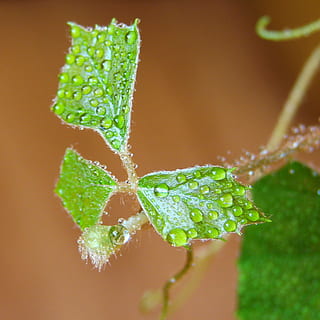 Tropfen, Wassertropfen, Blatt, Rose, Pflanze, grüne Farbe, Nahansicht, Essen und Trinken, Frische, Natur, keine Leute, Lebensmittel, Pflanzenteil, Wachstum, Wasser, gesundes Essen, fallen, Studioaufnahme, selektiver Fokus, Tag, draußen, Gemüse, 1080P, CC0, gemeinfrei, lizenzfrei