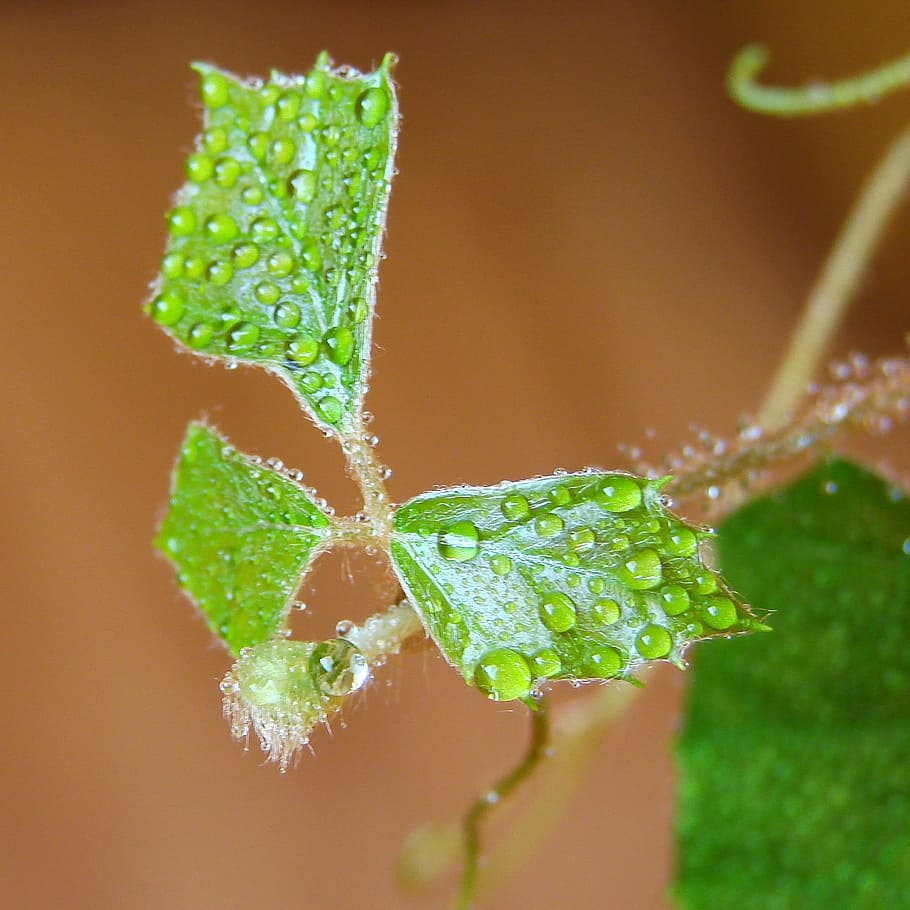Tropfen, Wassertropfen, Blatt, Rose, Pflanze, grüne Farbe, Nahansicht, Essen und Trinken, Frische, Natur, keine Leute, Lebensmittel, Pflanzenteil, Wachstum, Wasser, gesundes Essen, fallen, Studioaufnahme, selektiver Fokus, Tag, draußen, Gemüse, 1080P