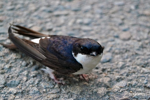 schlucken, Straße, klein, ein Tier, Tier, Tierthemen, Tierwelt, Tiere in freier Wildbahn, Vogel, Rock, solide, Rock - Objekt, Tag, Wirbeltier, keine Leute, Nahansicht, High Angle View, Natur, Fokus auf den Vordergrund, draußen, in voller Länge, Land, Pinguin, Tierkopf, 4K, CC0, gemeinfrei, lizenzfrei