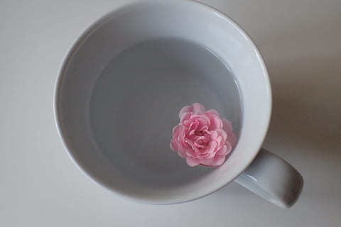 rosa, fiore, bianca, ceramica, boccale, tazza, cibo, uovo di Pasqua, Pasqua, hartgekocht, costume, colorato, uovo dipinto, porcellana, romantico, ciclo continuo, strisce, femminile, penna, scrivania, posto di lavoro, primavera, femmina, decorazione, ala, decorazioni pasquali, portauova, rosso, partire, graffetta per fogli, caffè, diari, oro, turchese, bellezza nella natura, colore rosa, pianta fiorita, pianta, freschezza, petalo, avvicinamento, in casa, direttamente sopra, natura, nessuno, vulnerabilità, fragilità, girato in studio, infiorescenza, testa di fiore, tazza di tè, 1080P, CC0, dominio pubblico, privo di copyright