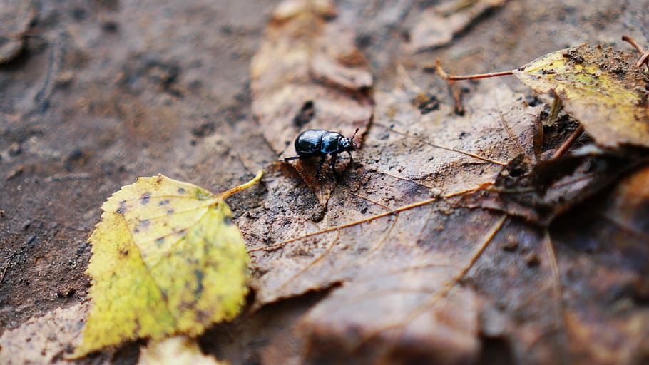Beatle, blad, insekt, efterår, smuds, Skov, dyre temaer, hvirvelløse, dyreliv, dyr i naturen, dyr, et dyr, selektiv fokusering, ingen mennesker, tæt på, natur, plante del, dag, myre, høj vinkel visning, udendørs, plante, fuld længde, træ - materiale, 4K