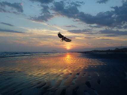 Mar, solnedgang, vest, strand, landskab, skyer, natur, Eventide, fugle, himmel, sky - himmel, Midt i luften, vand, skønhed i naturen, hav, flyvende, scenics - natur, et dyr, dyr, dyre temaer, silhuet, dyr i naturen, ro, rolig scene, hvirveldyr, fugl, udendørs, 1080P, CC0, offentligt domæne, royaltyfrie
