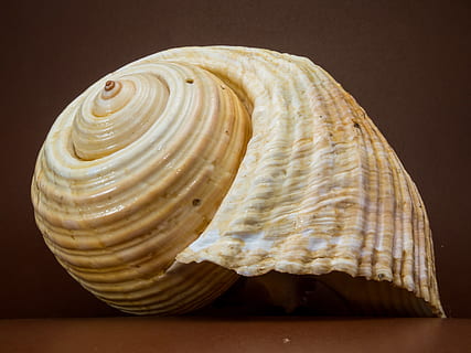 beige seashell, close-up, macro, shell, studio shot, animal shell, indoors, seashell, single object, food and drink, food, no people, colored background, pattern, healthy eating, animal wildlife, wellbeing, natural pattern, spiral, freshness, animal, black background, 4K, CC0, public domain, royalty free